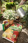 Immergrün Produkte für den Garten Immergrün Produkte für den Garten
