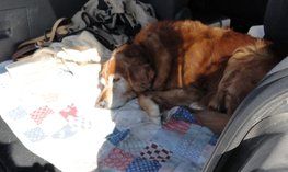 Hund im Auto � RWA