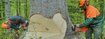 Agrarfoto Baum f�llen Agrarfoto
