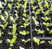 Salat � RWA