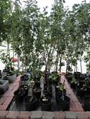 Obstbaum � RWA