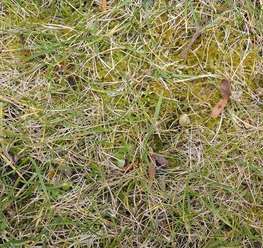Moos im Rasen � RWA
