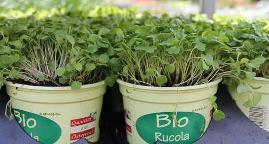 Bio-Ruccola � RWA