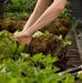 Gem�segarten anlegen RWA