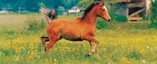 Garant Fohlen auf der Wiese � Garant