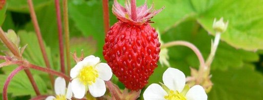 Erdbeere © RWA Erdbeere © RWA