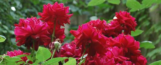 Rote Rosen © RWA Rote Rosen © RWA