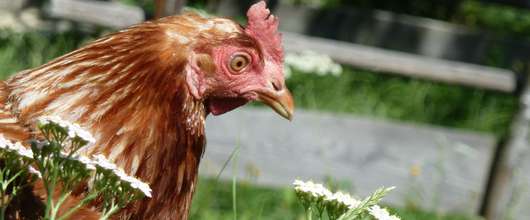 Henne im Freien © RWA Henne im Freien © RWA