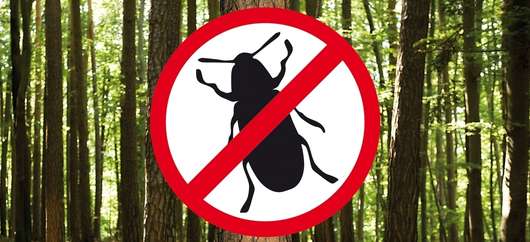 Borkenk�fer im Wald � RWA