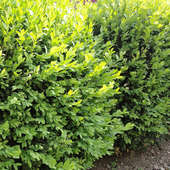 Buchsb�umchen � RWA