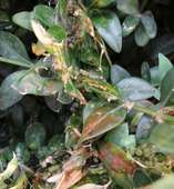 Gespinste  Buchsbaum  Kot � RWA