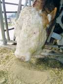 Rind beim Fressen � Garant