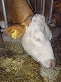 Rind frisst Stroh © Garant Rind frisst Stroh © Garant