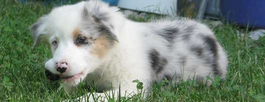 Australian Shepherds Welpe spielt im Gras © RWA Australian Shepherds Welpe spielt im Gras © RWA