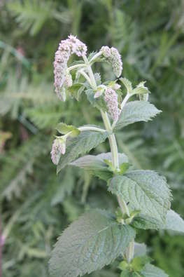 Apfelminze im Garten � RWA