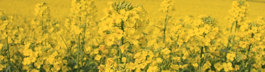 Rapsfeld � RWA