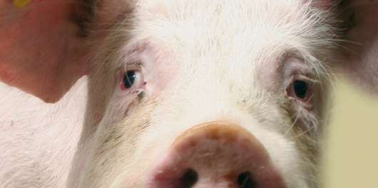 Mastschwein � Garant