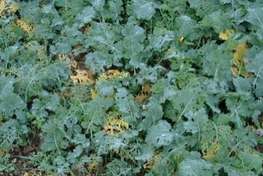 Schneckenfra� in Raps � RWA