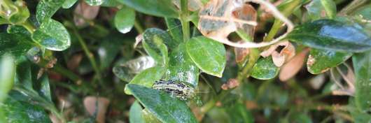 Raupe Buchsbaumz�nsler � RWA