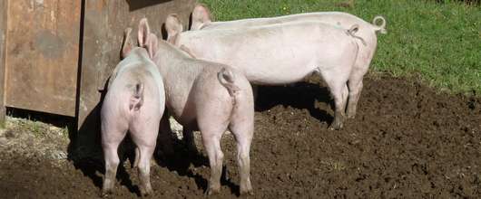 Schweinef�tterung � RWA
