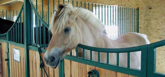 Pferd in der Box © Garant Pferd in der Box © Garant
