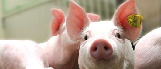 Ferkel im Stall � Garant
