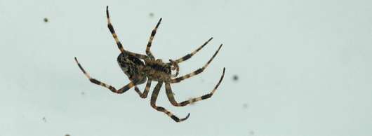 Spinne © RWA Spinne © RWA