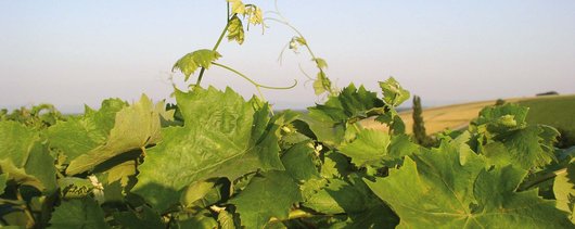 Weingarten � RWA