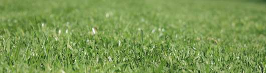 Rasen � RWA