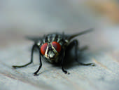 Fliege � Garant