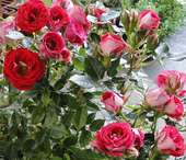 Rote Rosen � RWA