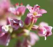 Buchweizen Blüte © Die Saat Buchweizen Blüte © Die Saat