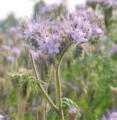 Phazelie Blüte © Die Saat Phazelie Blüte © Die Saat