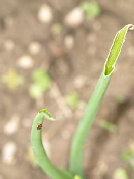 Fra�sch�den und Eier vom Lilienh�hnchen � Jeitler