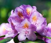 Rhododendron Blüte Rhododendron Blüte