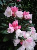 Rhododendron Blüten Rhododendron Blüten