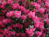 Rhododendron_viele_pinke_Blüten Rhododendron_viele_pinke_Blüten