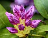 Rhododendron Knospe Rhododendron Knospe