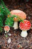 Fliegenpilz giftig Fliegenpilz giftig