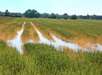 Hochwasser Getreide RWA
