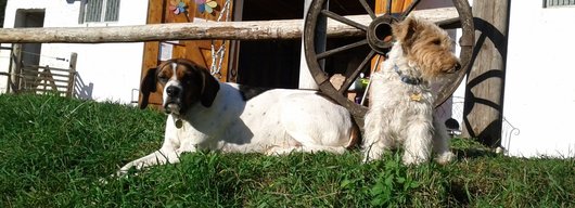 Hunde auf der Wiese � RWA