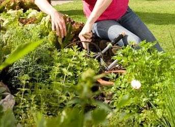 Hochbeet baywa Hochbeet baywa