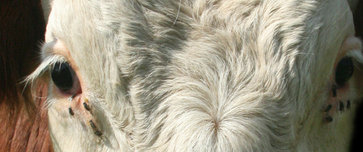 Weide krankheiten Weide krankheiten