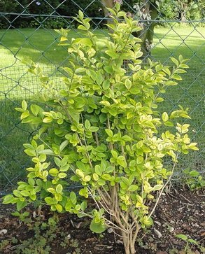 Perückenstrauch schneiden Perückenstrauch schneiden