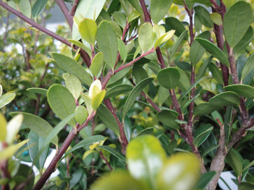 Ilex Statt Buchs ilex crenata quot green quot 174 statt buchsbaum lagerhaus Ilex Statt Buchs ilex crenata quot green quot 174 statt buchsbaum lagerhaus