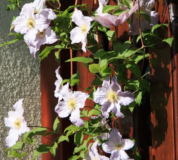 Erde für oleander