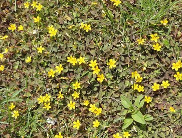 Rasen neu ansäen Rasen neu ansäen