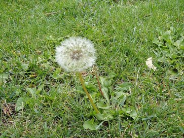 Klee im rasen ursache Klee im rasen ursache