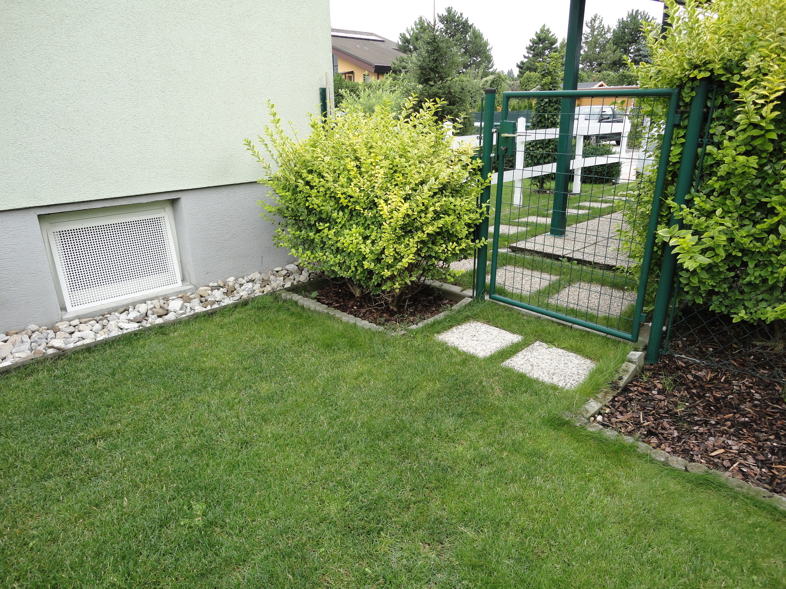 Liguster PflegeTipps und Eigenschaften BayWa Vorarlberg HandelsGmbH
