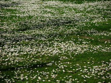 Mondkalender haus und garten Mondkalender haus und garten
